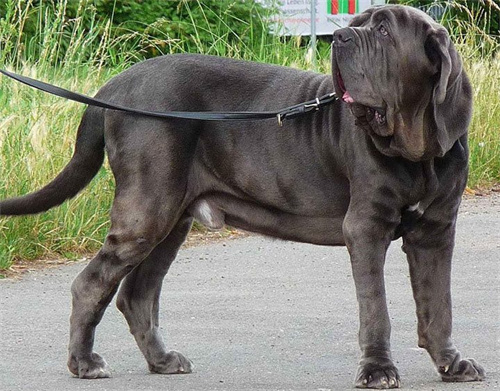 体型最大犬种排名TOP10第2张