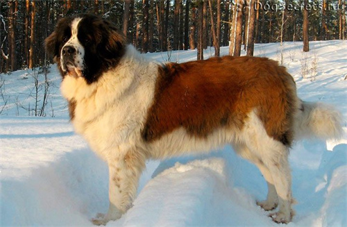 体型最大犬种排名TOP10第6张