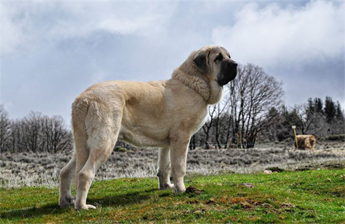 体型最大犬种排名TOP10第10张