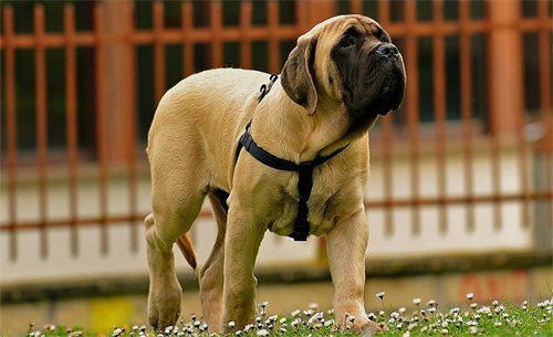 体型最大犬种排名TOP10第11张